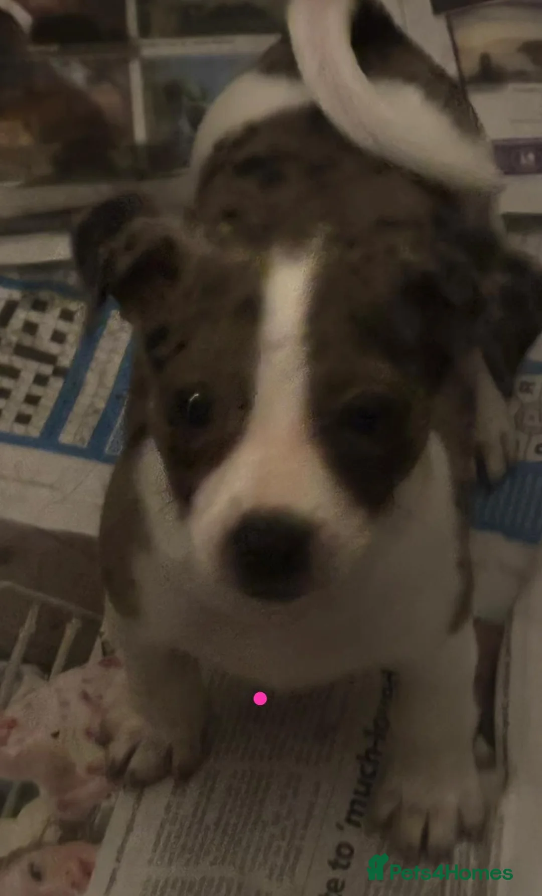 Jack Russell dogs for sale: Jack Russel pups  - Advert 9