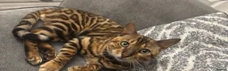 Bengal cats for sale: 🐆✨Outstanding TICA Registered Bengal cubs  ✨🐆 - Advert 7