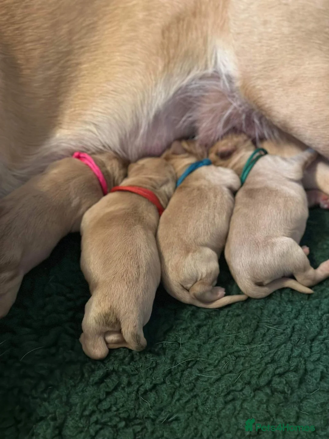 Labrador Retriever dogs for stud: Chocolate Labrador For Stud in Burnley - Advert 7