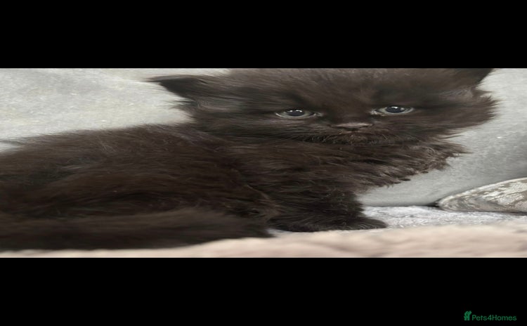 Maine Coon cats - Advert 16