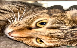 Mixed Breed cats for sale: Beautiful Kitty ♥️ - Image 3