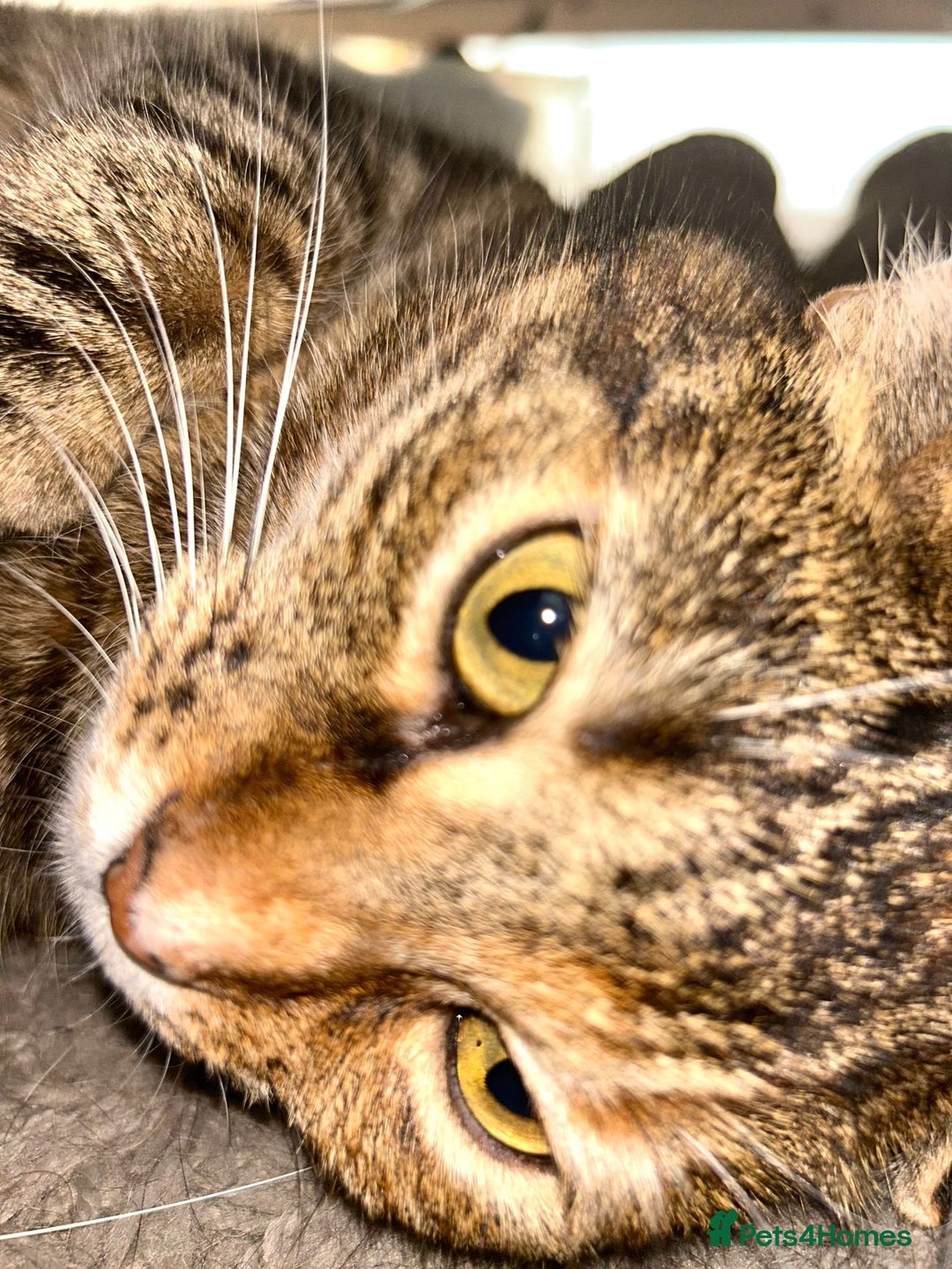 Mixed Breed cats for sale: Beautiful Kitty ♥️ - Image 3