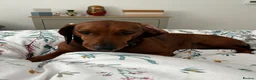 Dachshund dogs for sale: Chester is looking for a new home - Advert 1
