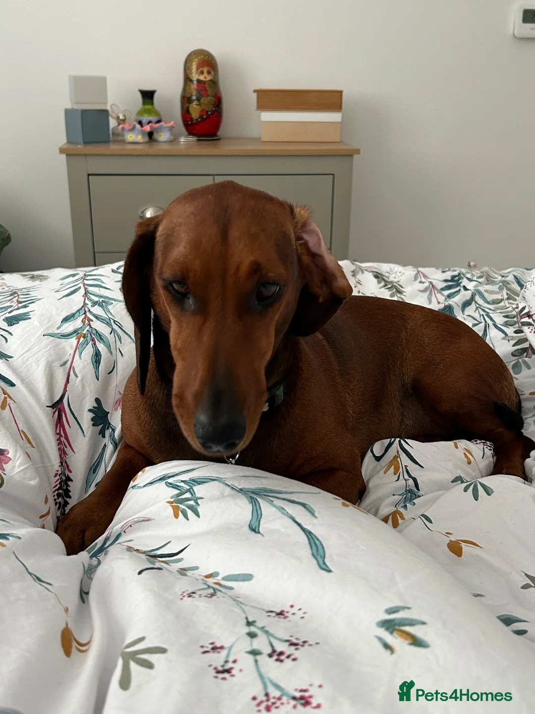 Dachshund dogs for sale: Chester is looking for a new home - Advert 1