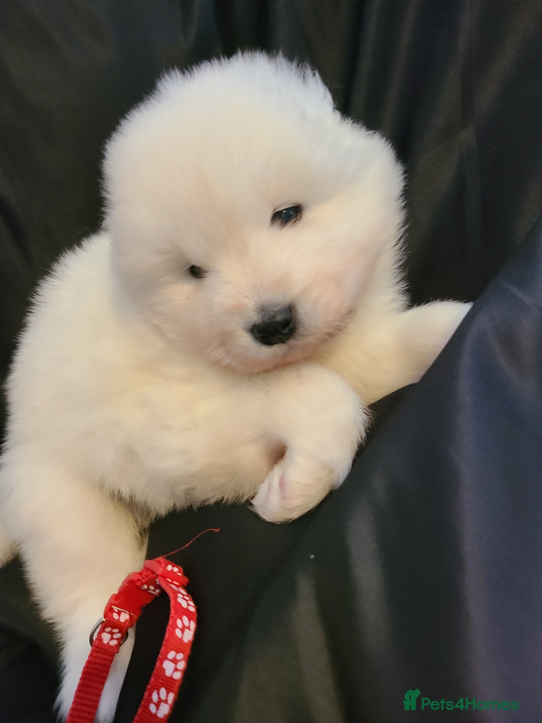 Samoyed dogs for sale: 🐾 Exceptional Pedigree Samoyed Puppies  🐾 - Image 9