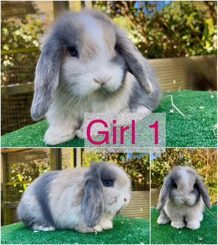 Mini Lop rabbits Baby mini lops ready 7th April  - Advert 1