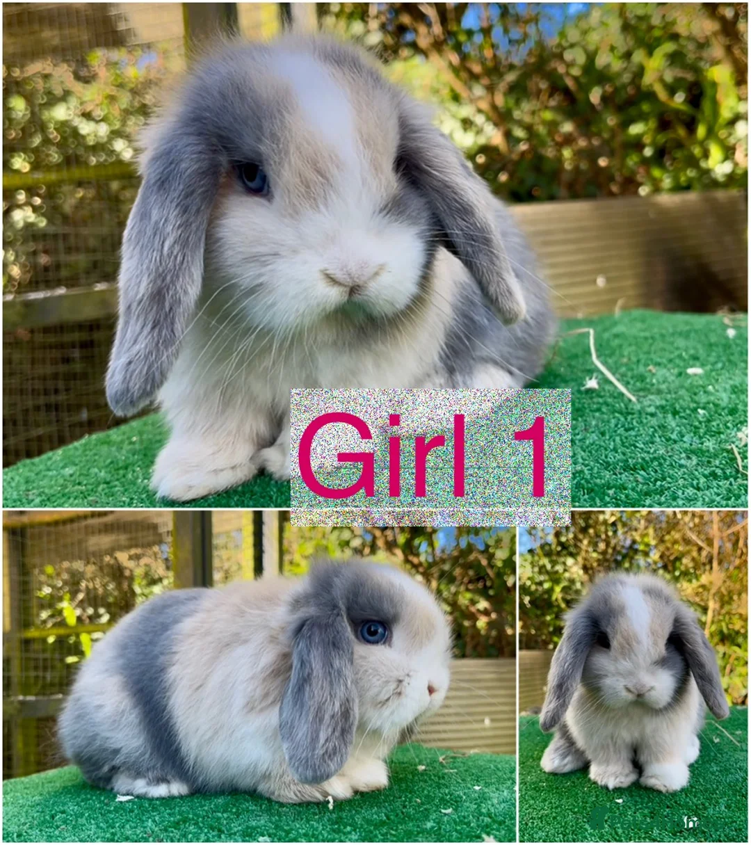 Mini Lop rabbits for sale: Baby mini lops ready 7th April  - Advert 1