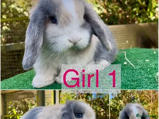 Mini Lop rabbits Baby mini lops ready 7th April - Advert 1