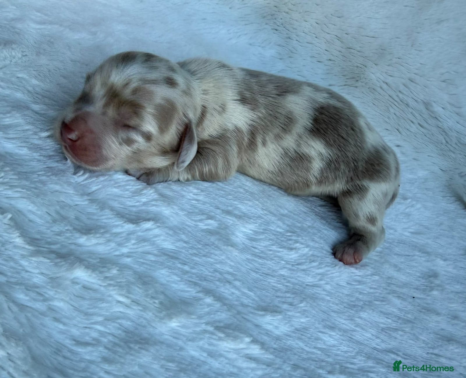 Miniature Dachshund dogs for sale: MINIATURE DACHSHUND PUPPIES🥹🐶🥰 - Advert 16