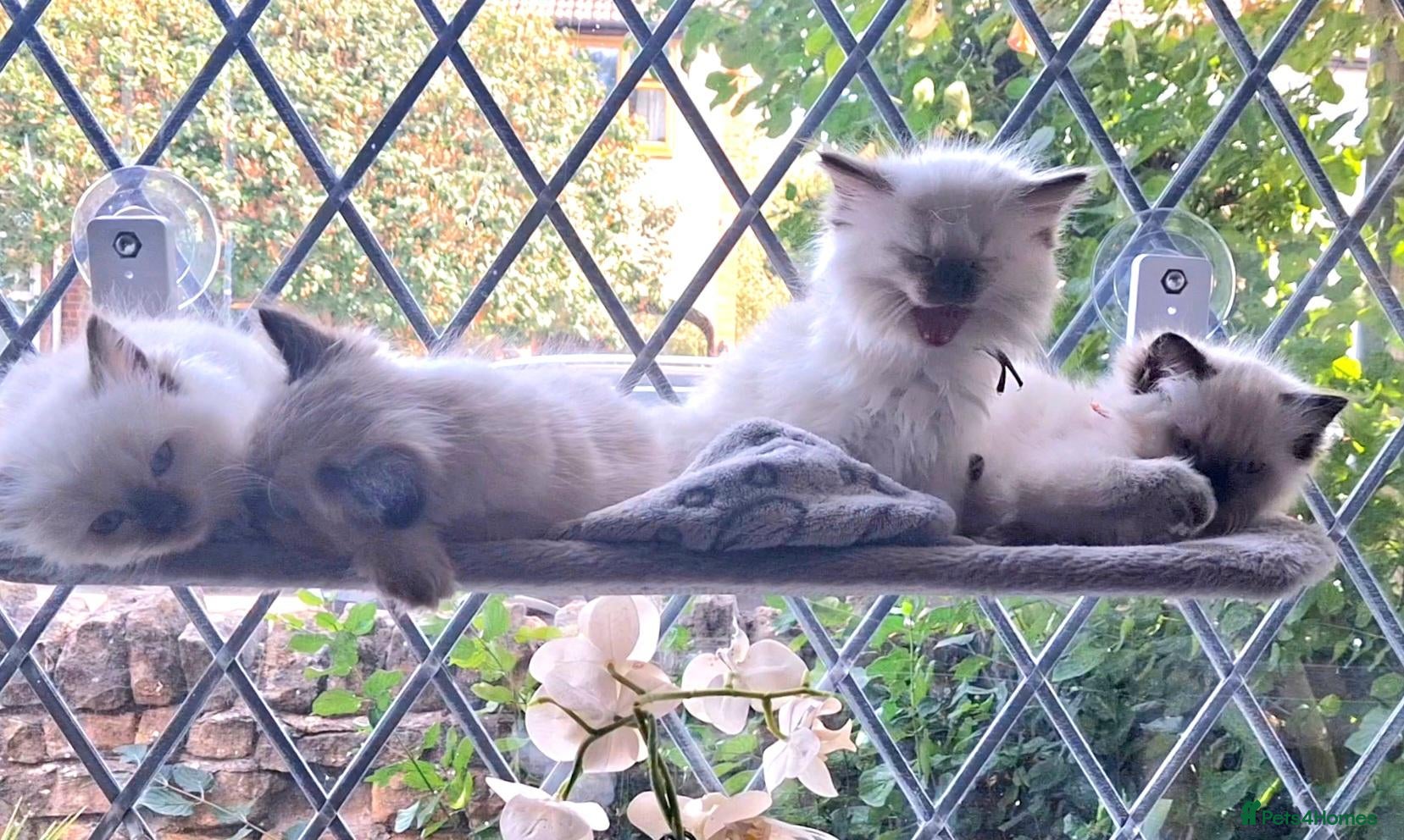 Ragdoll cats Stunning Fluffy Ragdolls. - Advert 9