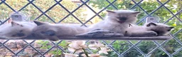 Ragdoll cats for sale: Stunning Fluffy Ragdolls. - Advert 1