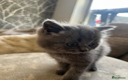 British Shorthair cats for sale: 5 beautiful British shorthair boys  - Image 13