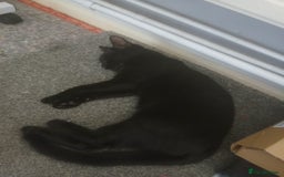 Mixed Breed cats for sale: Mum and kittens - Image 3