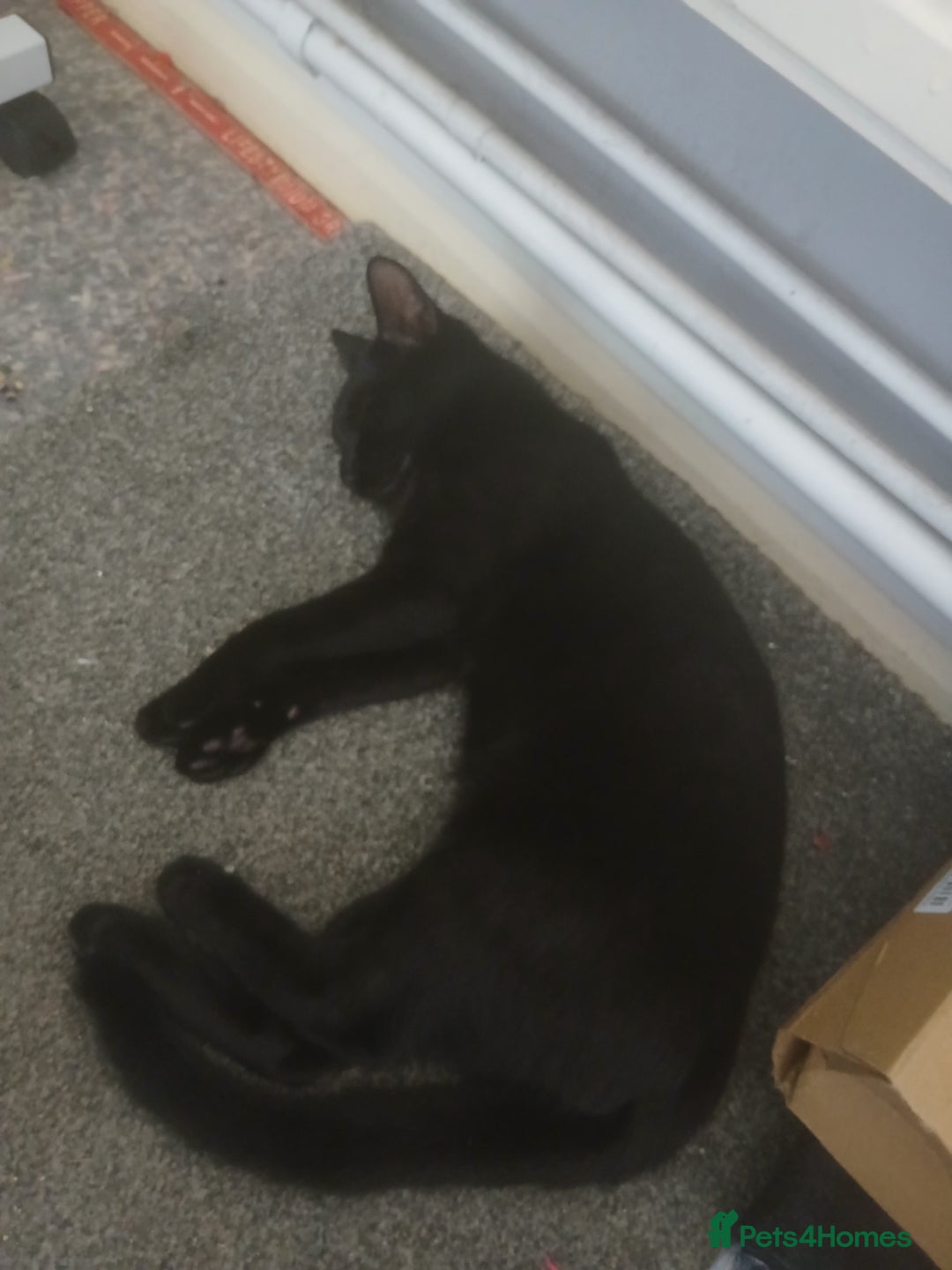 Mixed Breed cats for sale: Mum and kittens - Image 3