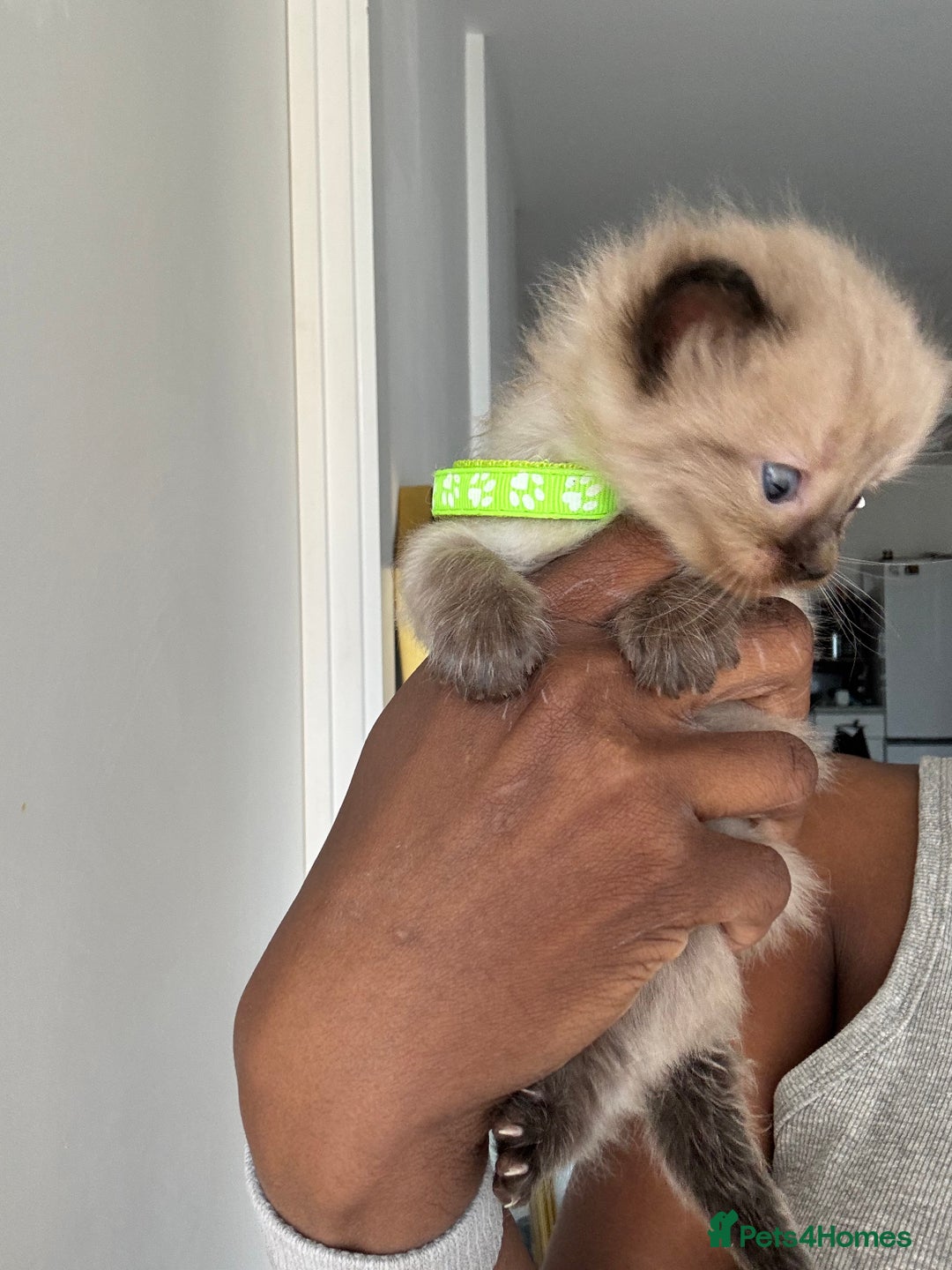 Ragdoll cats for sale: Chocolate point Ragdoll kittens🐈🧡💛💚 - Image 5