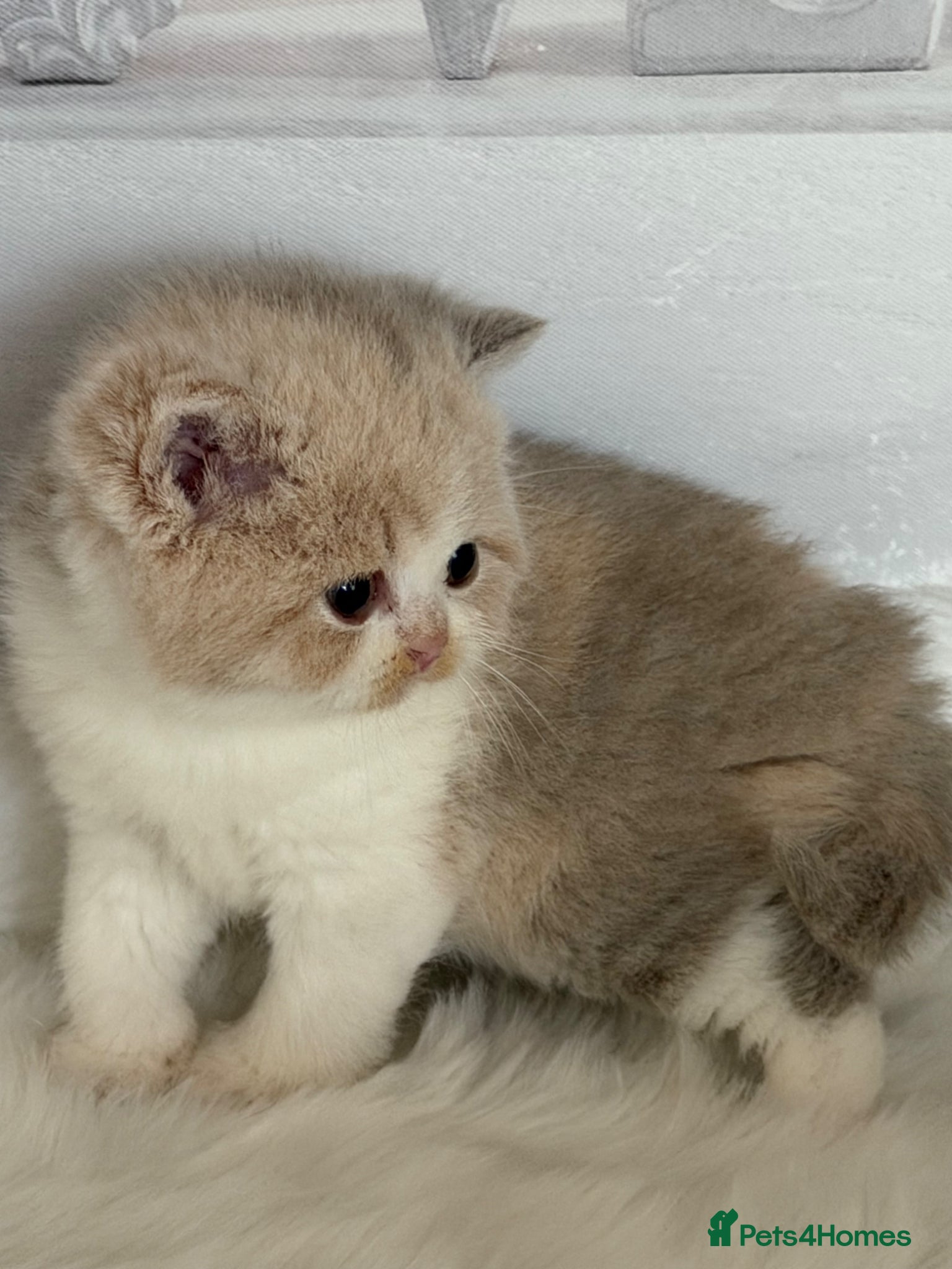 British Shorthair cats Full Pedigree/Registered BSH from £995 - Advert 2