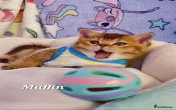 British Shorthair cats for sale: Pure Pedigree British Shorthair  - Image 18