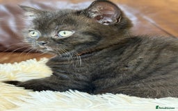 British Shorthair cats for sale: Only 2 girls left ready to go BBSH - Image 21