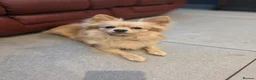 Pomchi dogs for sale: 🐶 Gorgeous 1 year old Rare Blonde Tiny Pomchi 🥰 - Advert 2