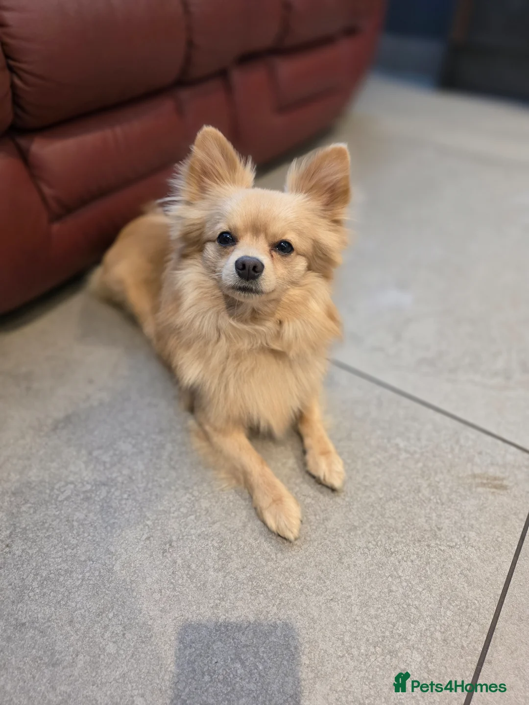 Pomchi dogs for sale: 🐶 Gorgeous 1 year old Rare Blonde Tiny Pomchi 🥰 - Advert 2