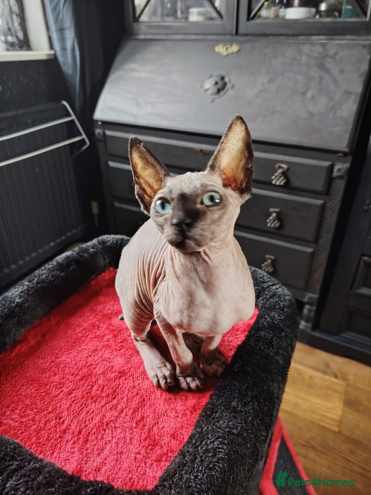 Sphynx cats Sphinx kitten for rehoming  - Advert 10
