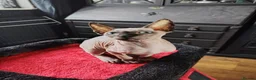 Sphynx cats for sale: Sphinx kitten for rehoming  in Grimsby - Advert 1