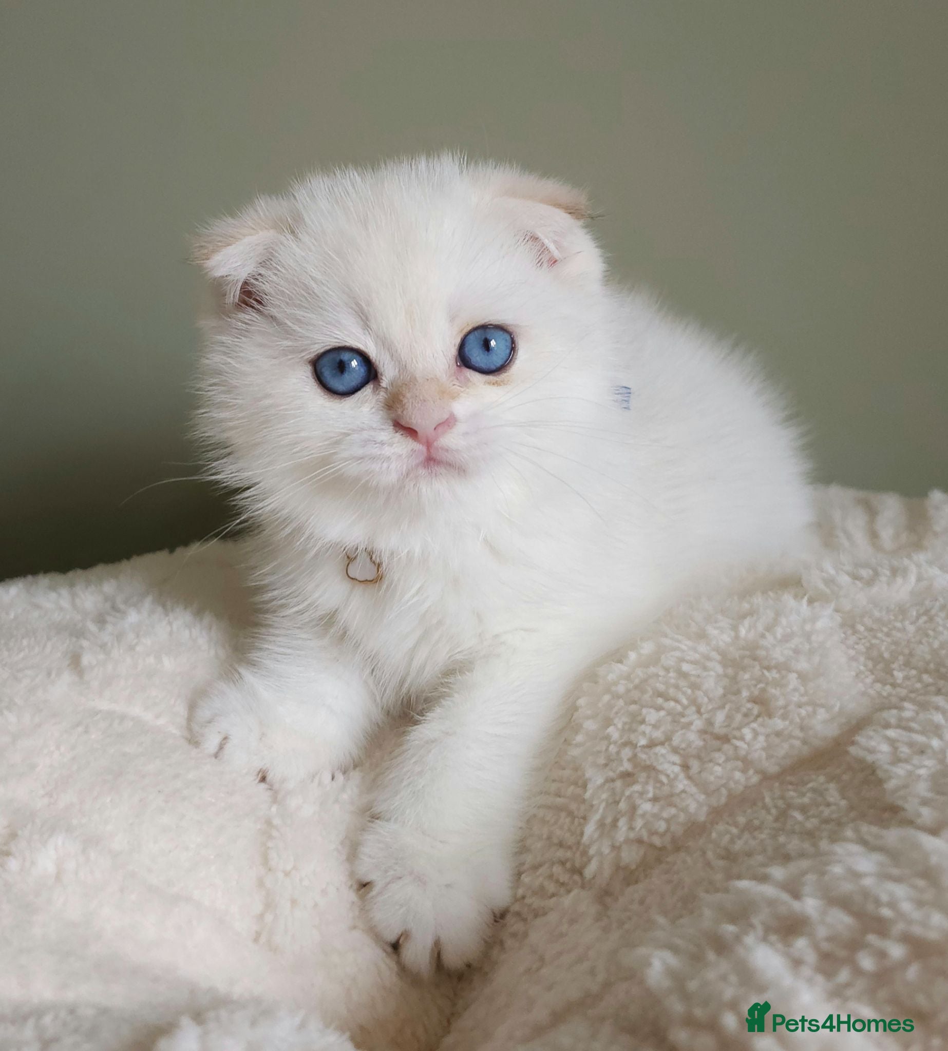 Scottish Fold cats ⭐️ Top Quality Scottish Fold Kittens ⭐️ - Advert 2