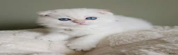 Scottish Fold cats for sale: ⭐️ Top Quality Scottish Fold Kittens ⭐️ - Advert 8