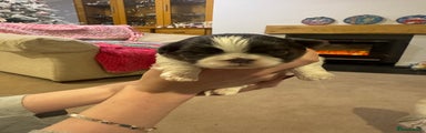 Shih Tzu Puppy 2