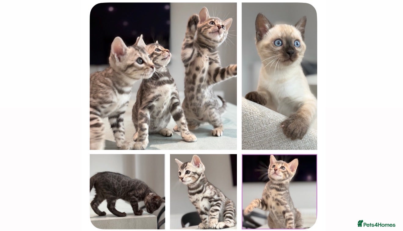 Bengal cats Rare Pedigree Blue and Silver Bengals - Advert 1