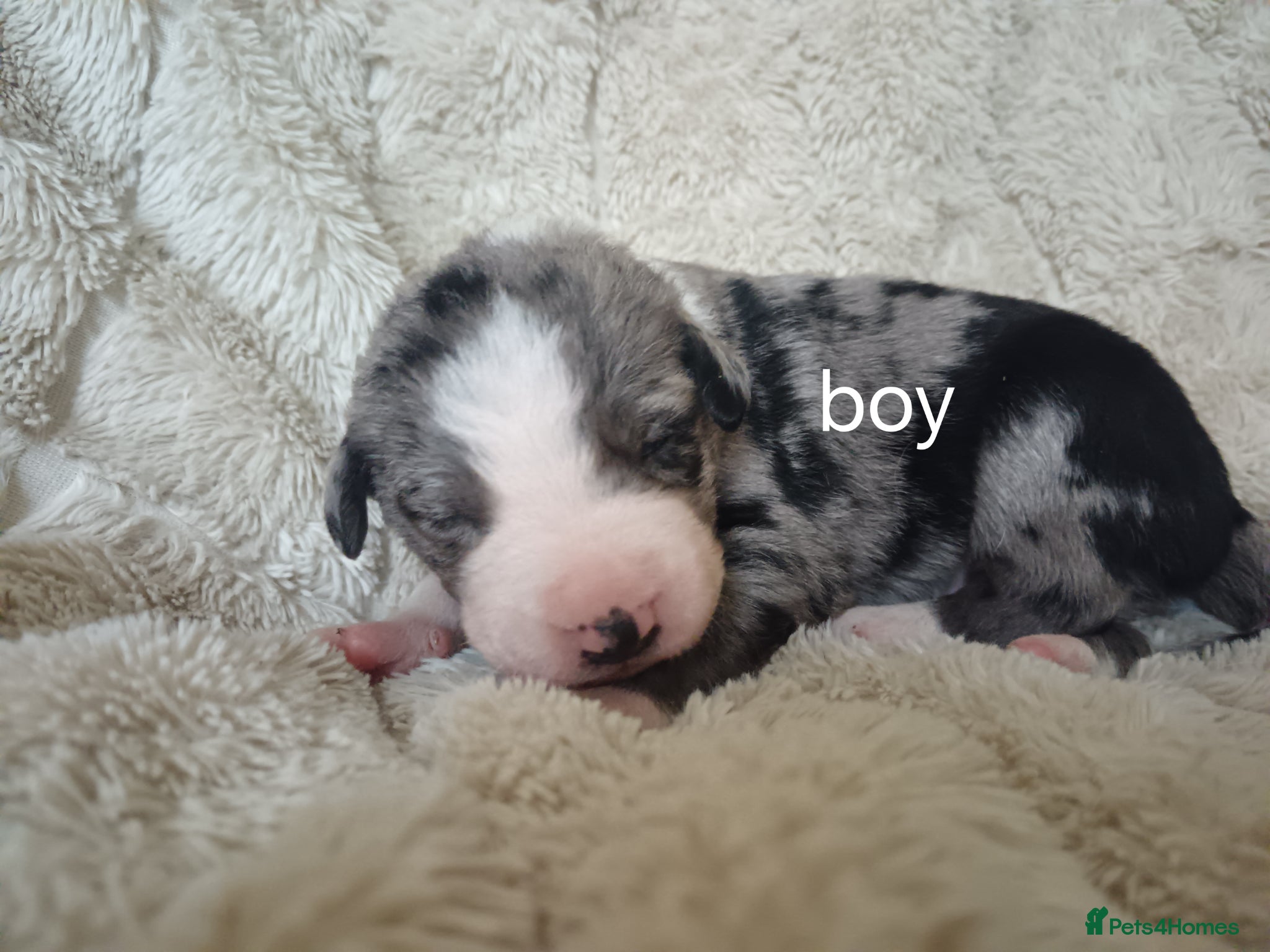 Mixed Breed dogs Border collie pups - Advert 9