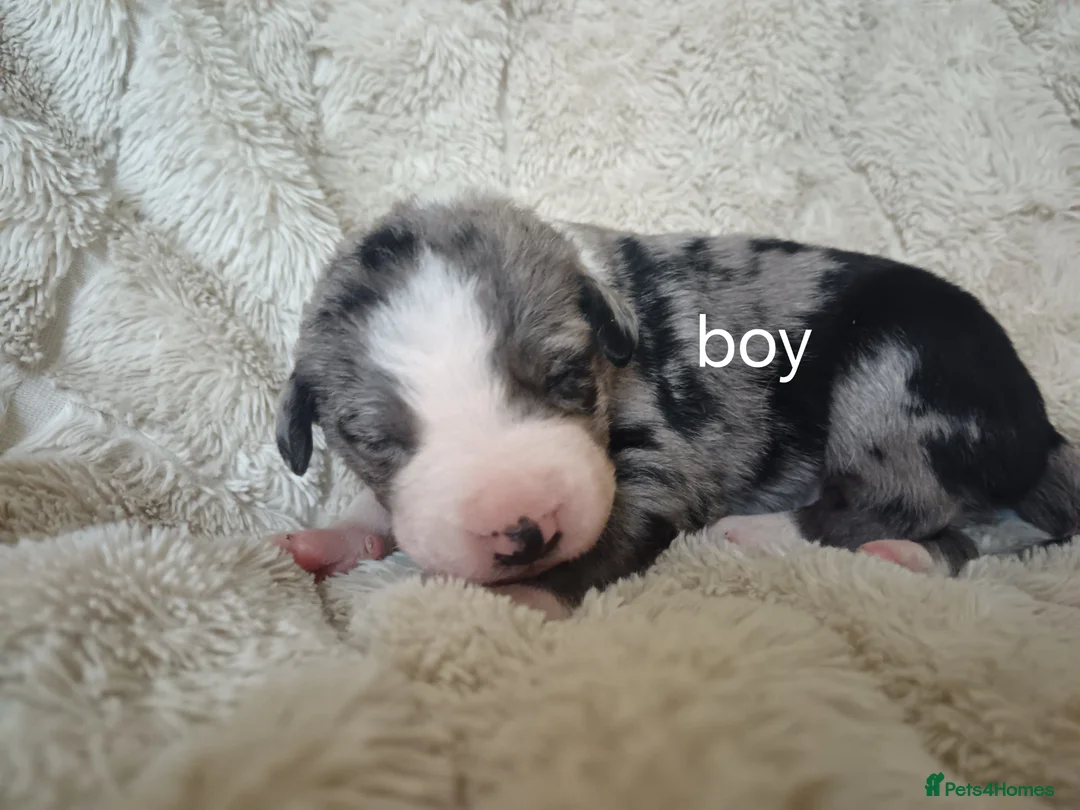 Mixed Breed dogs for sale: Ready to leave £500 ono - Advert 2