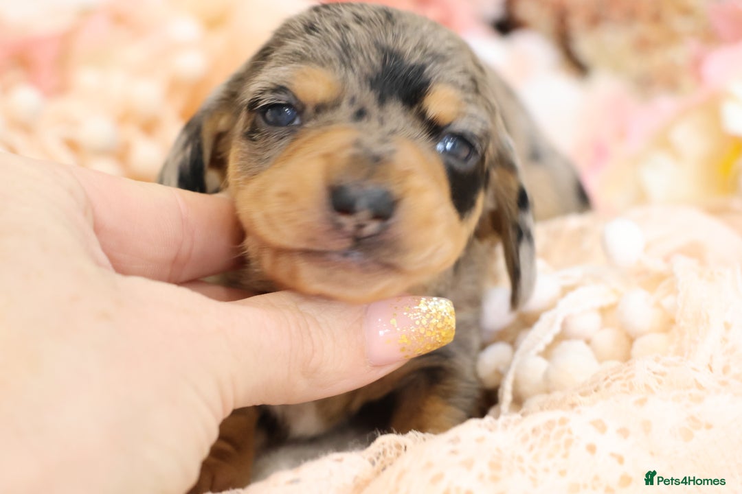 Miniature Dachshund dogs for sale: KC Miniature Dachshund Puppies - Advert 18