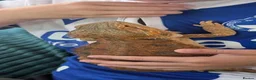 Bearded Dragon reptiles for sale: Bearded dragon with set up in Wotton-under-Edge - Advert 4
