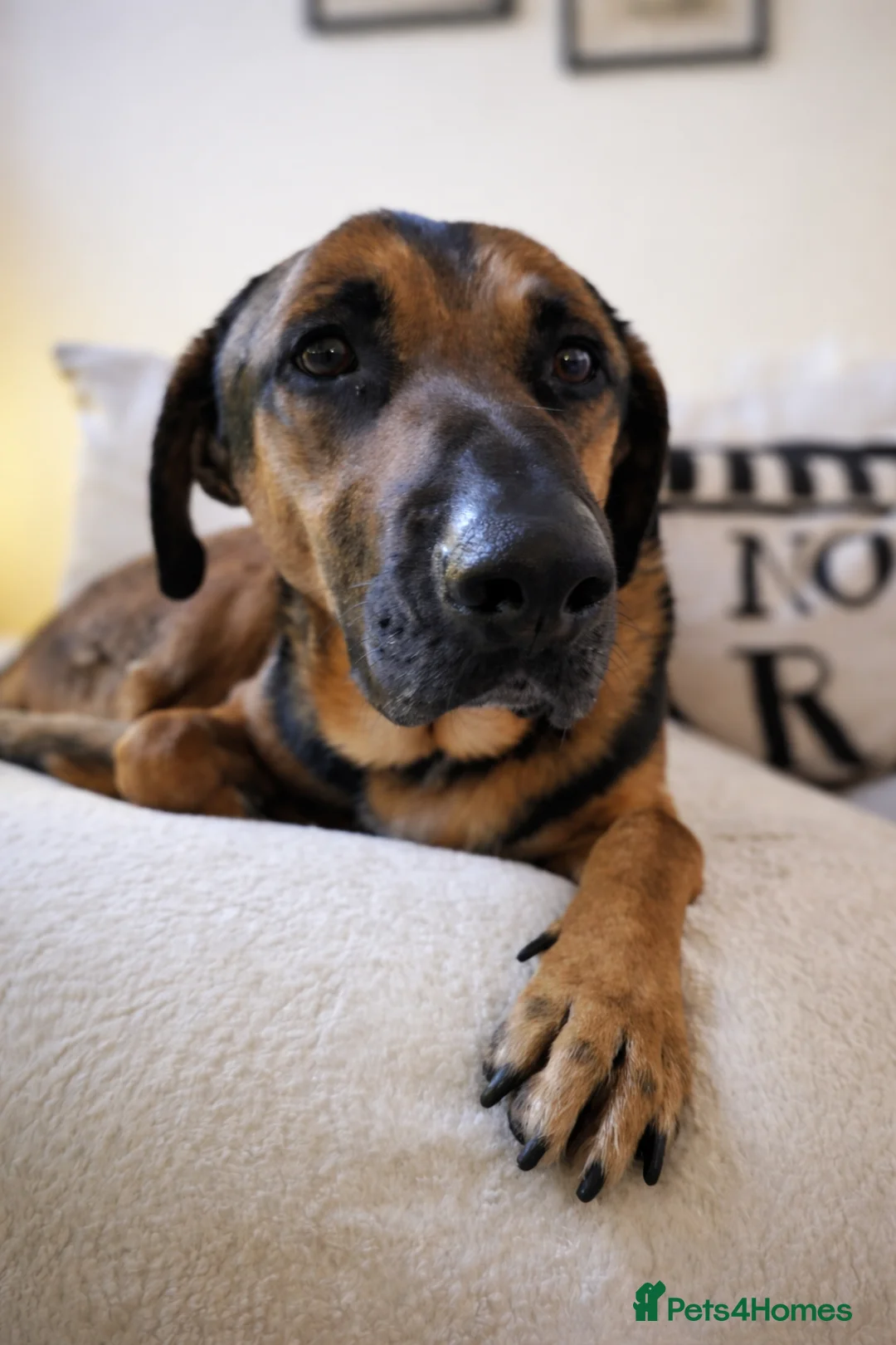 German Shepherd dogs for adoption: 💔JIM IS STILL WAITING..HE DOESN’T UNDERSTAND WHY  - Advert 1