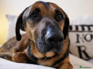 German Shepherd dogs 💔JIM IS STILL WAITING..HE DOESN’T UNDERSTAND WHY - Advert 5