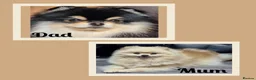 Pomeranian dogs for sale: Luxury Pomeranian Puppies for sale!!! - Advert 9