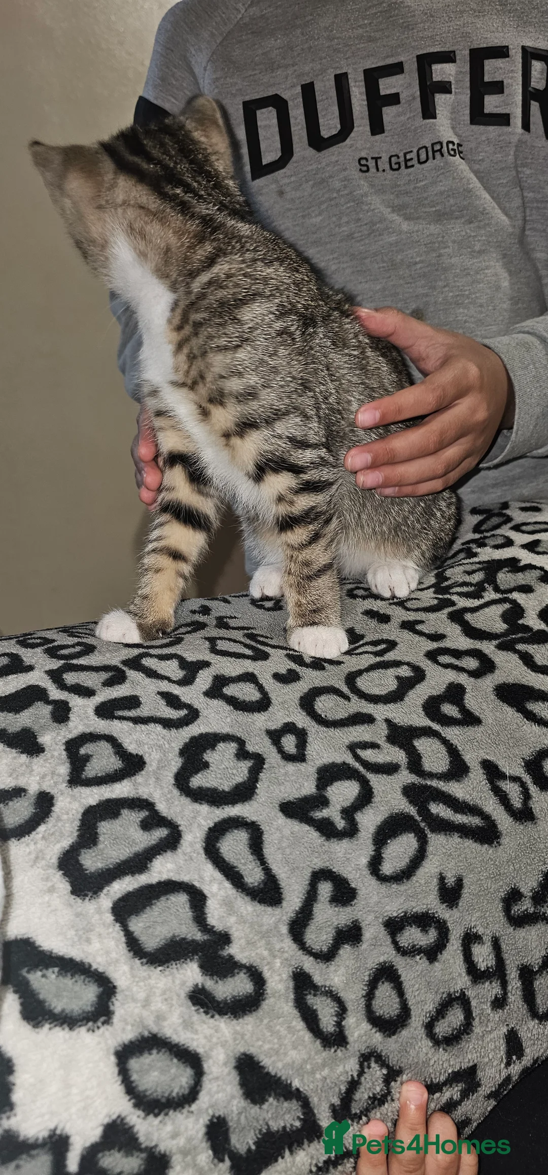 Mixed Breed cats for sale: Tabby cat ready to leave  - Advert 2