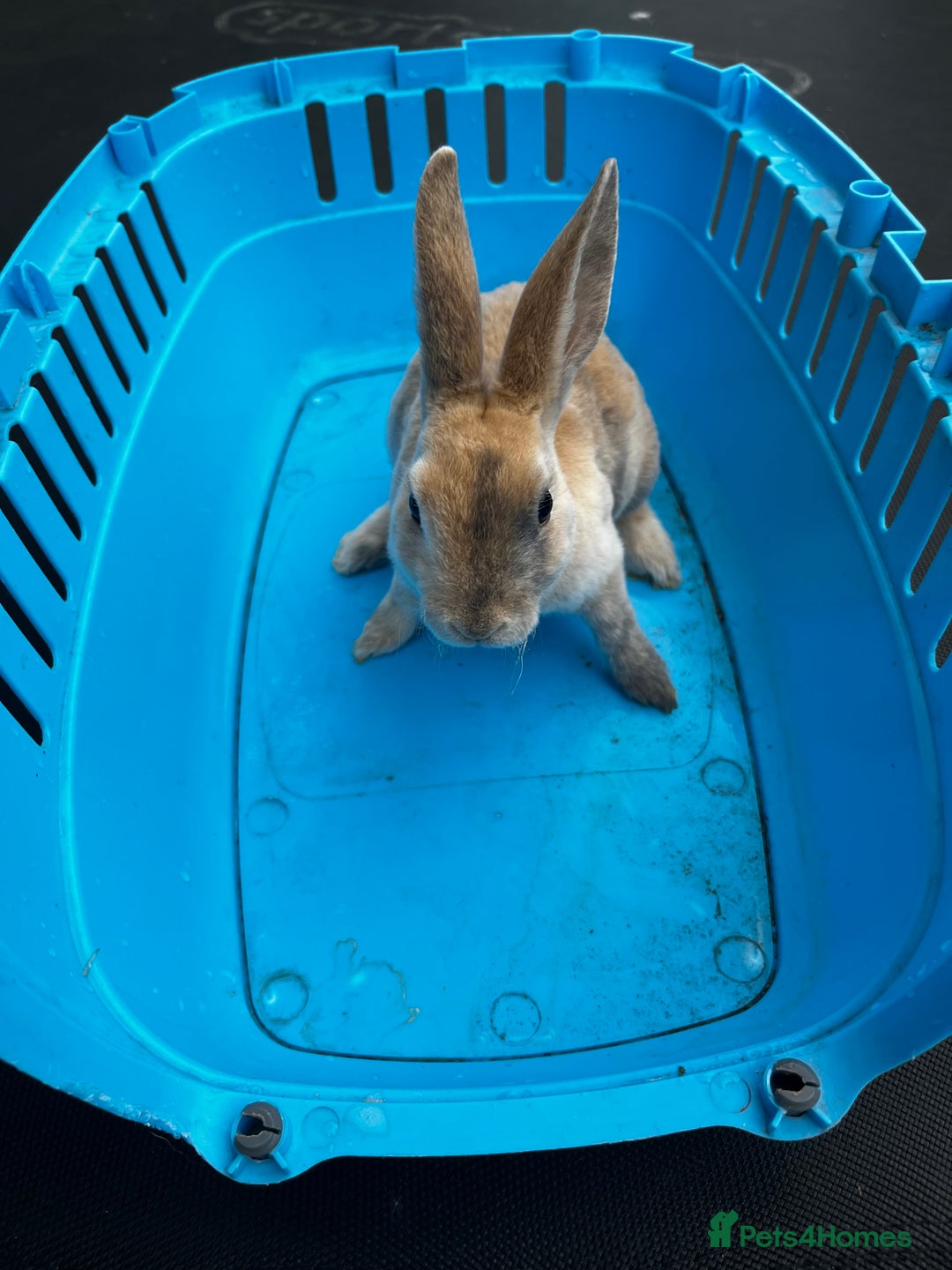 Rex rabbits for sale: Bunnies for sale  - Image 2