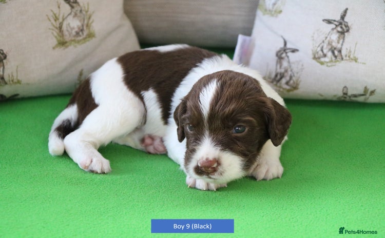 English Springer Spaniel dogs - Advert 16