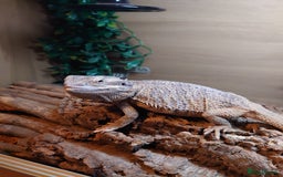 Bearded Dragon reptiles for sale: Bearded dragon and vivarium  - Image 4