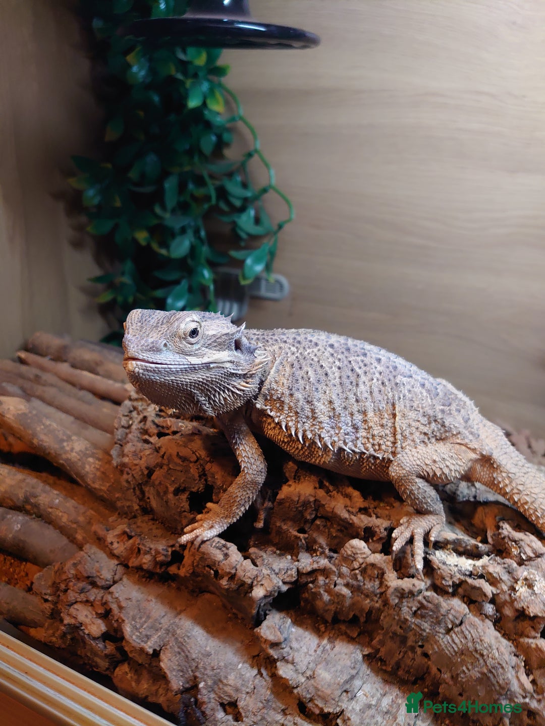 Bearded Dragon reptiles for sale: Bearded dragon and vivarium  - Image 4