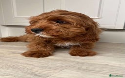 Cavapoo dogs for sale: Cavapoo - Image 6