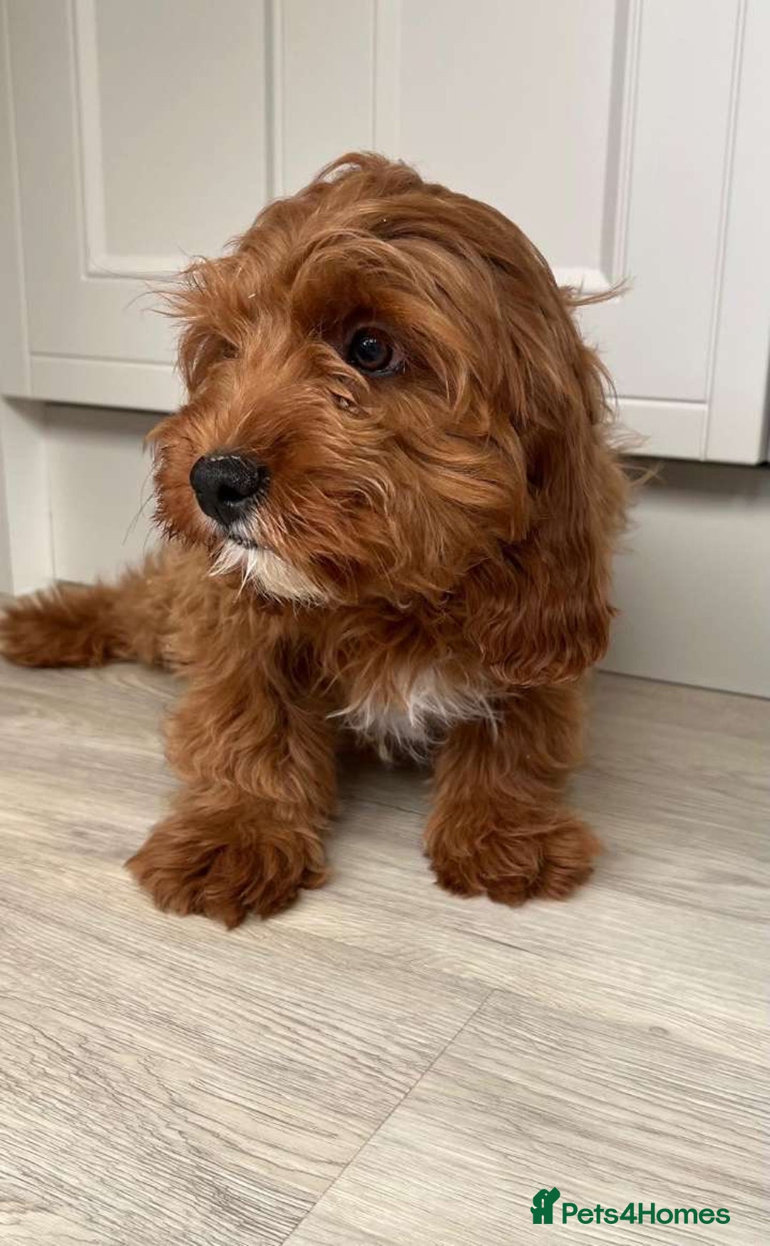 Cavapoo dogs for sale: Cavapoo - Image 6