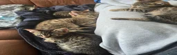 Domestic Shorthair cats for sale: 5 beautiful tabby kittens for Sale!!! - Advert 14