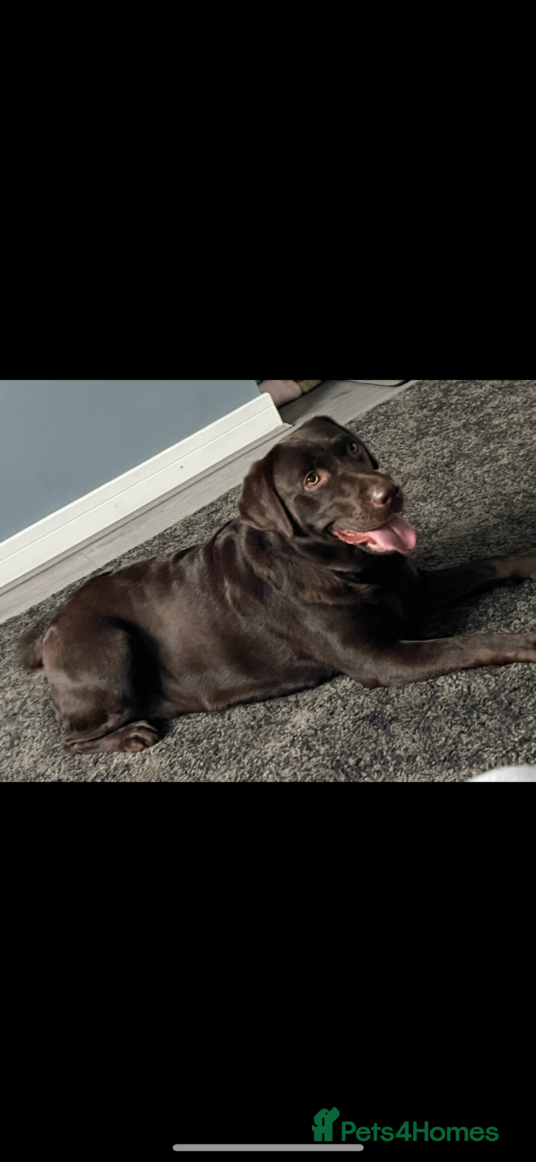 Labrador Retriever dogs for sale: Chocolate Lab Bitch  - Image 2