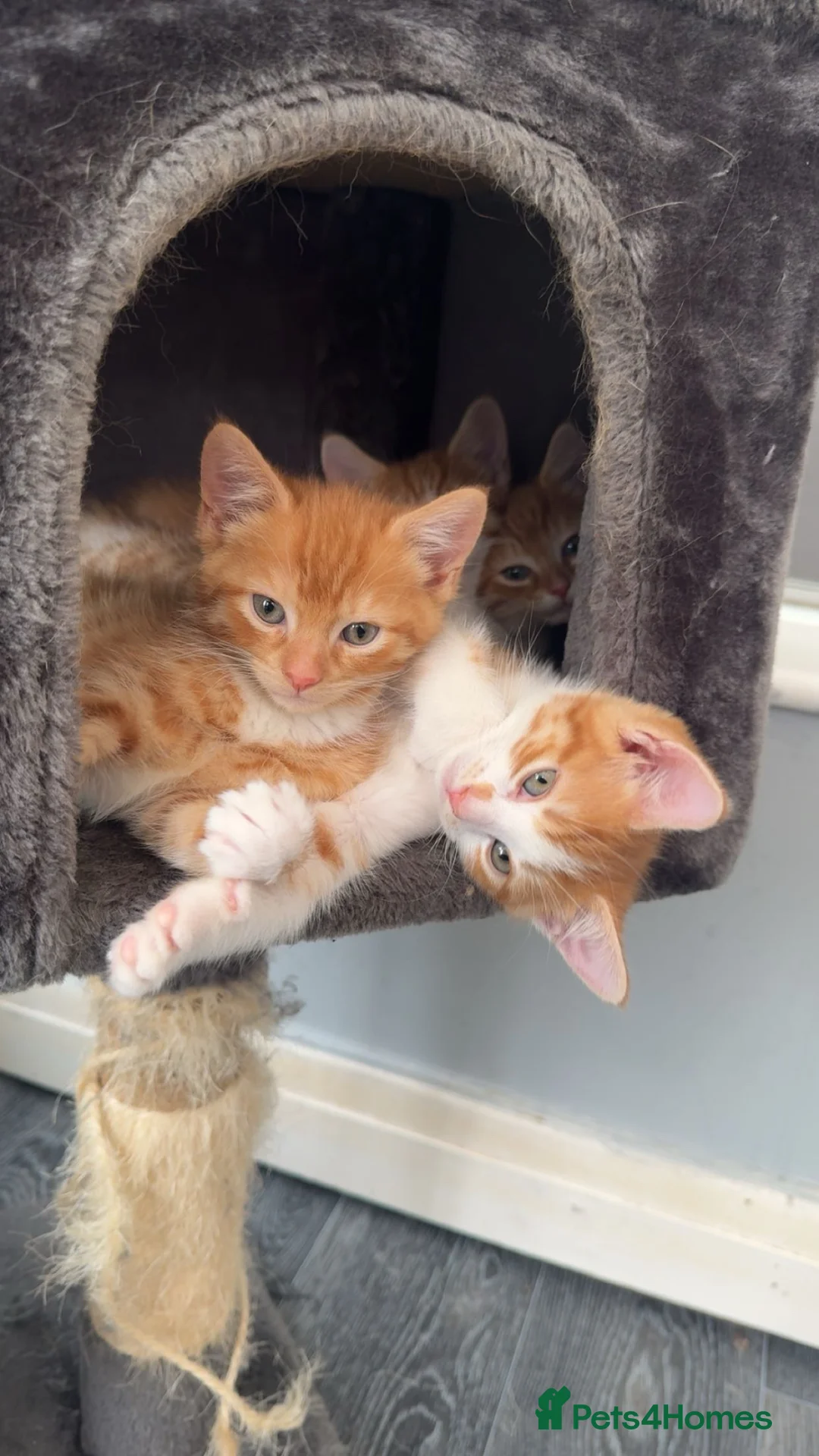 British Longhair cats for sale: Adorable ginger kittens ready for forever homes  in Poulton-le-Fylde - Advert 10