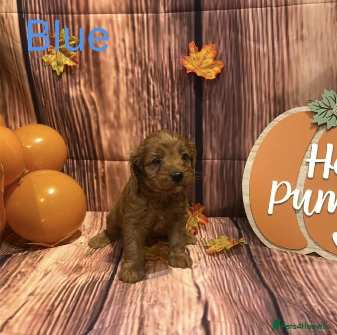 Cavapoo dogs for sale: Adorable Cavapoo Puppies - Image 4