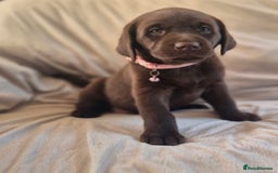 Labrador Retriever dogs for sale: Super Chunky KC Extensively Health Tested Parents - Image 5