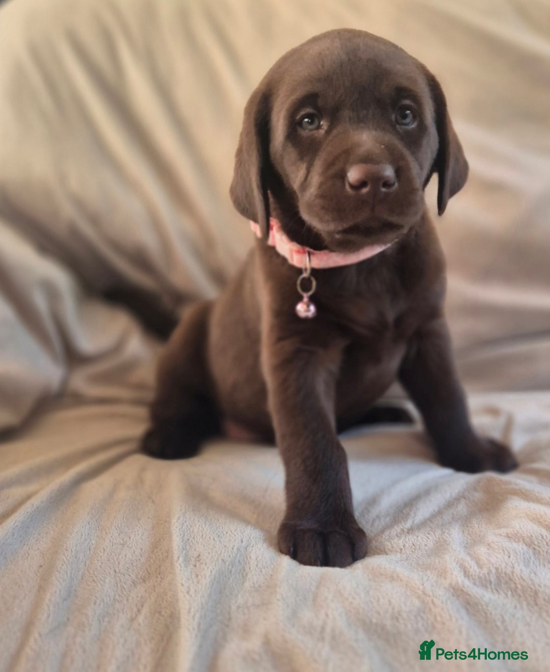 Labrador Retriever dogs for sale: Super Chunky KC Extensively Health Tested Parents - Image 5
